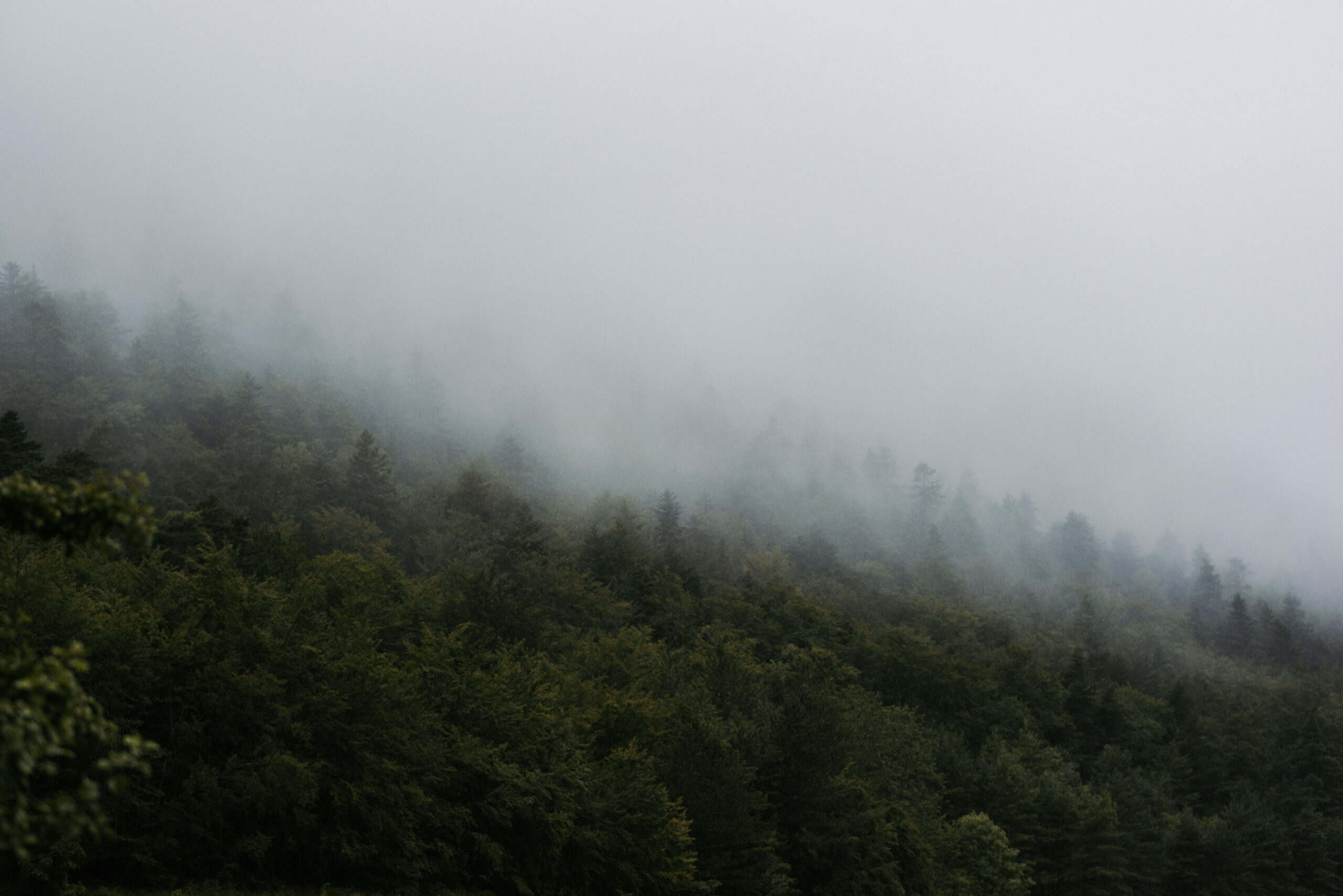 photo paysage montagne forêt sapin et brume